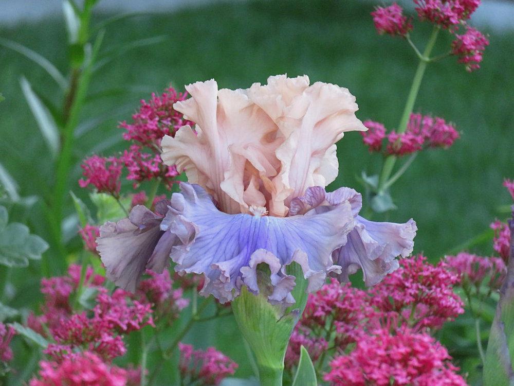 Photo of Tall Bearded Iris (Iris 'Arrivederci') uploaded by Bloomers