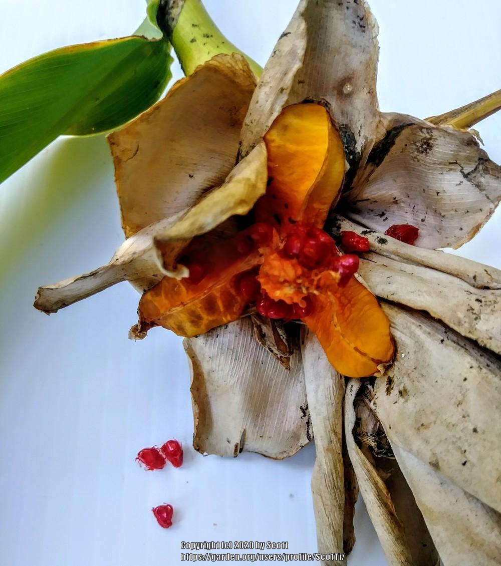 Photo of Butterfly Ginger (Hedychium coronarium) uploaded by ScotTi