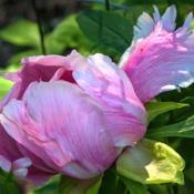 Lilith tree peony - an example of a bloom than never opened compl
