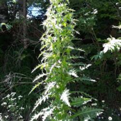 
Date: 2019-07-07
Unknown, 2 meter tall plant