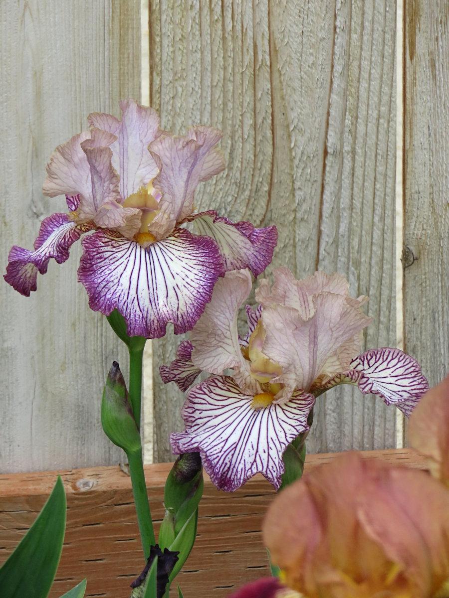 Photo of Tall Bearded Iris (Iris 'Piccadilly Circus') uploaded by Bloomers