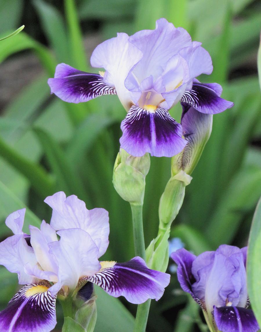 Photo of Miniature Tall Bearded Iris (Iris 'Dividing Line') uploaded by Bloomers
