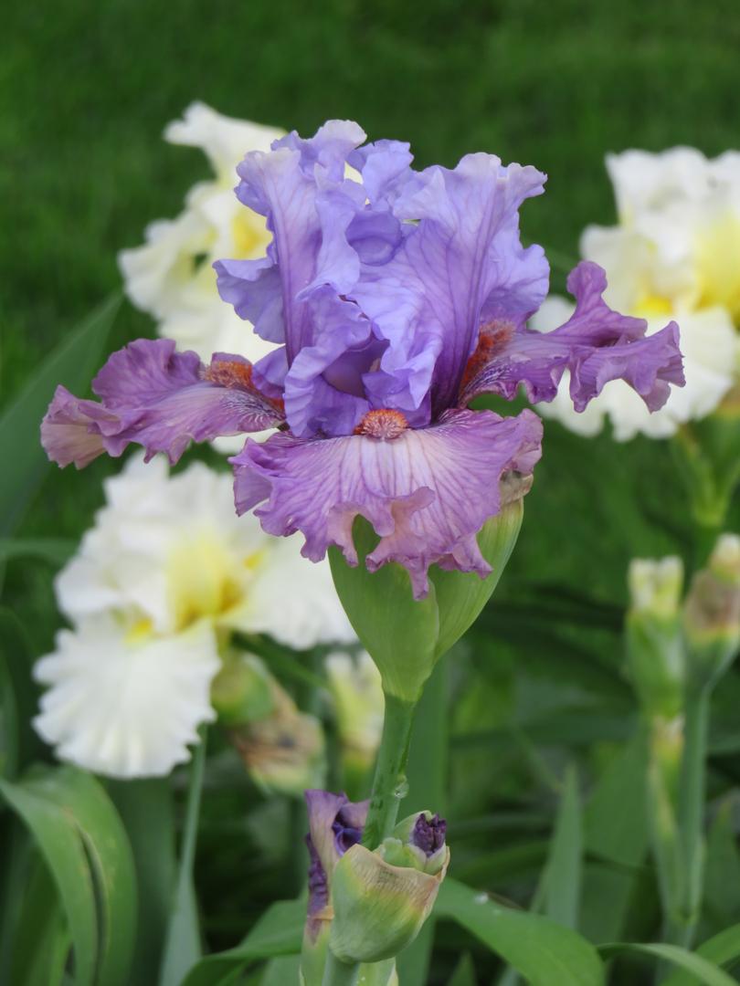 Photo of Tall Bearded Iris (Iris 'Curtsy Queen') uploaded by Bloomers