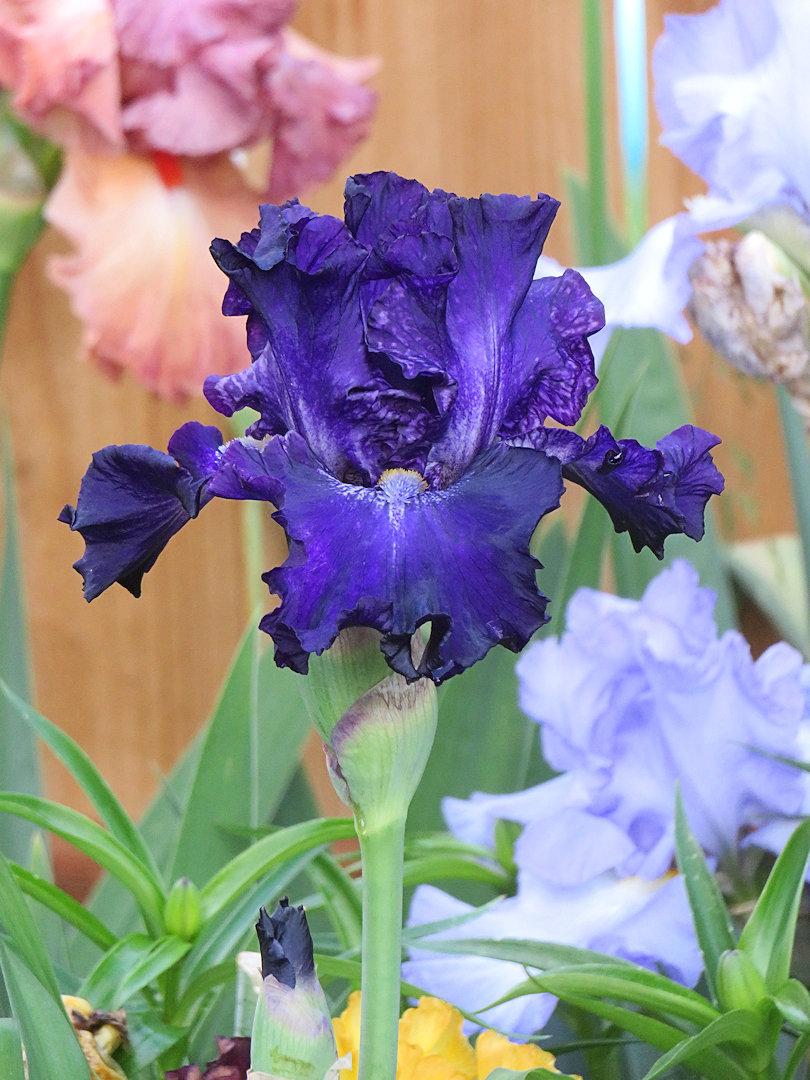 Photo of Tall Bearded Iris (Iris 'Circle of Light') uploaded by Bloomers