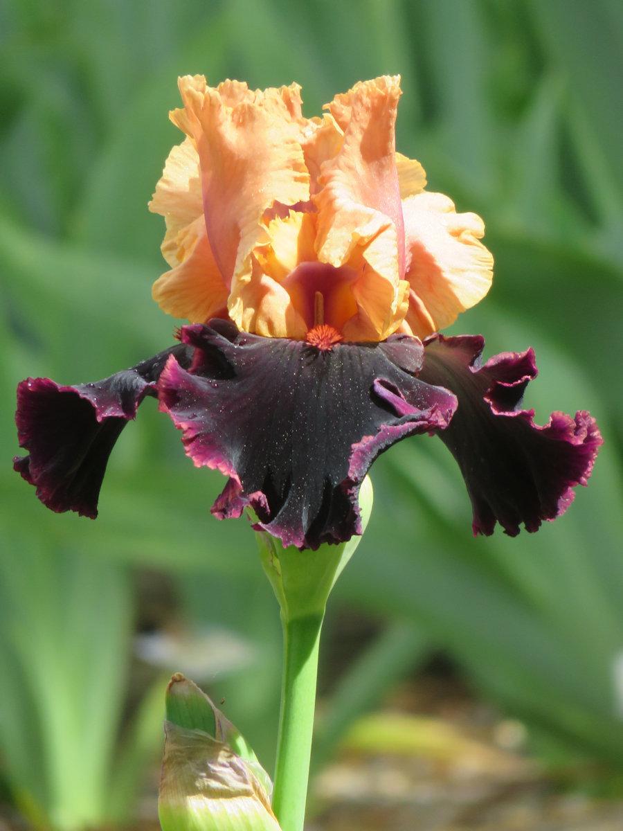 Photo of Tall Bearded Iris (Iris 'Prague') uploaded by Bloomers