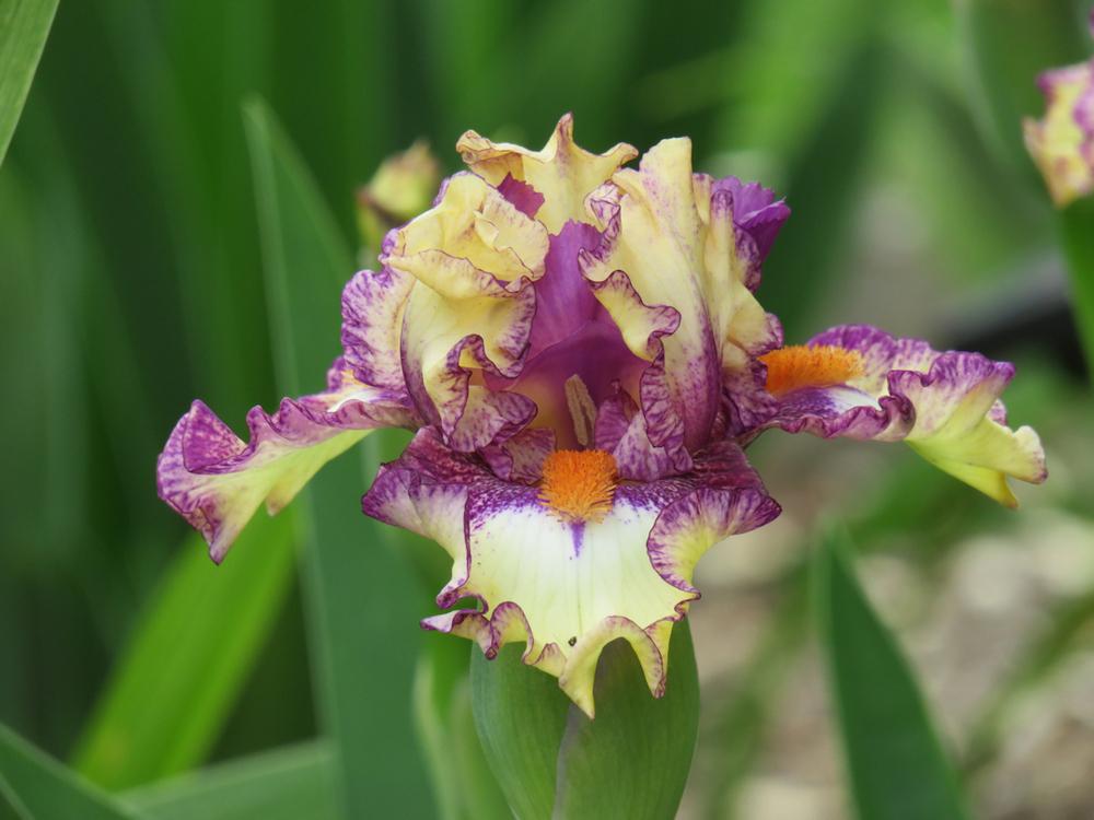 Photo of Intermediate Bearded Iris (Iris 'Intoxicating') uploaded by Bloomers