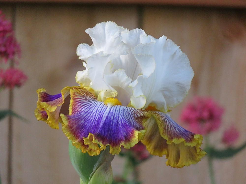 Photo of Tall Bearded Iris (Iris 'Patchwork Puzzle') uploaded by Bloomers