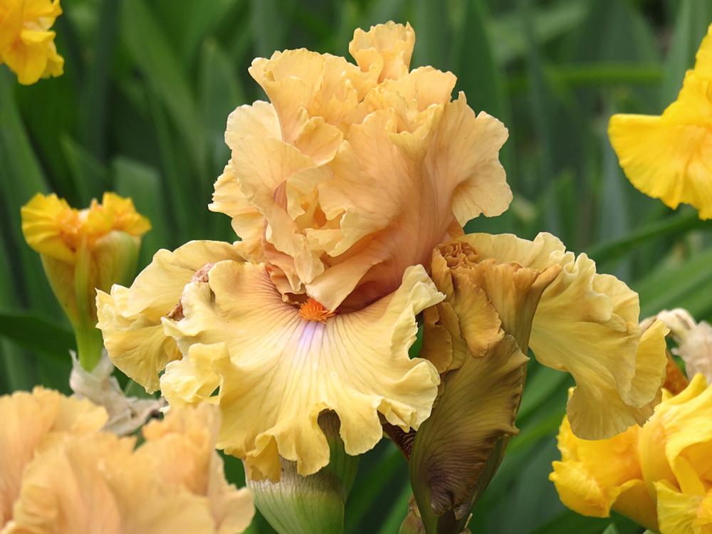 Photo of Tall Bearded Iris (Iris 'Apricot Already') uploaded by Bloomers