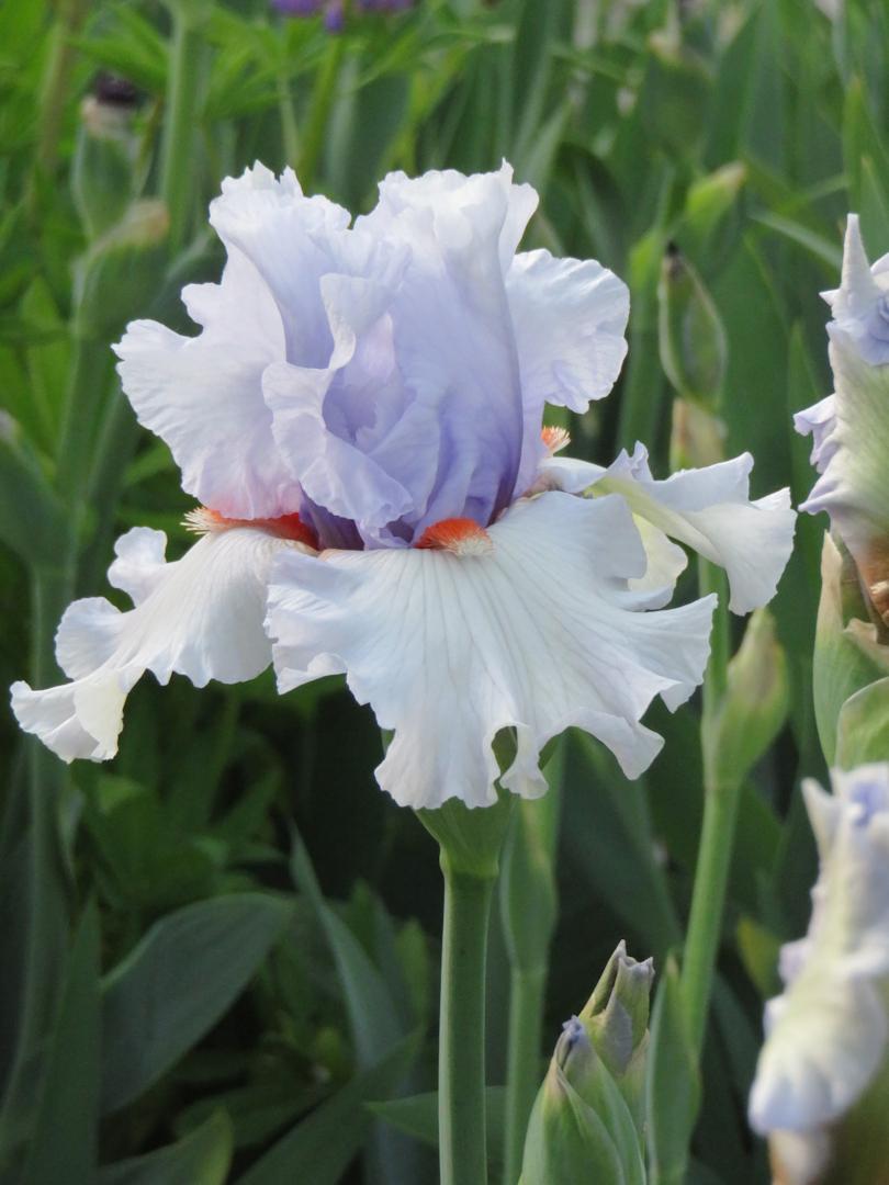 Photo of Tall Bearded Iris (Iris 'Friendly Fire') uploaded by Bloomers