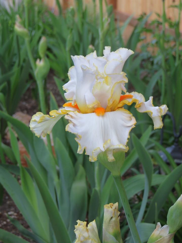 Photo of Tall Bearded Iris (Iris 'Stolen Sweets') uploaded by Bloomers
