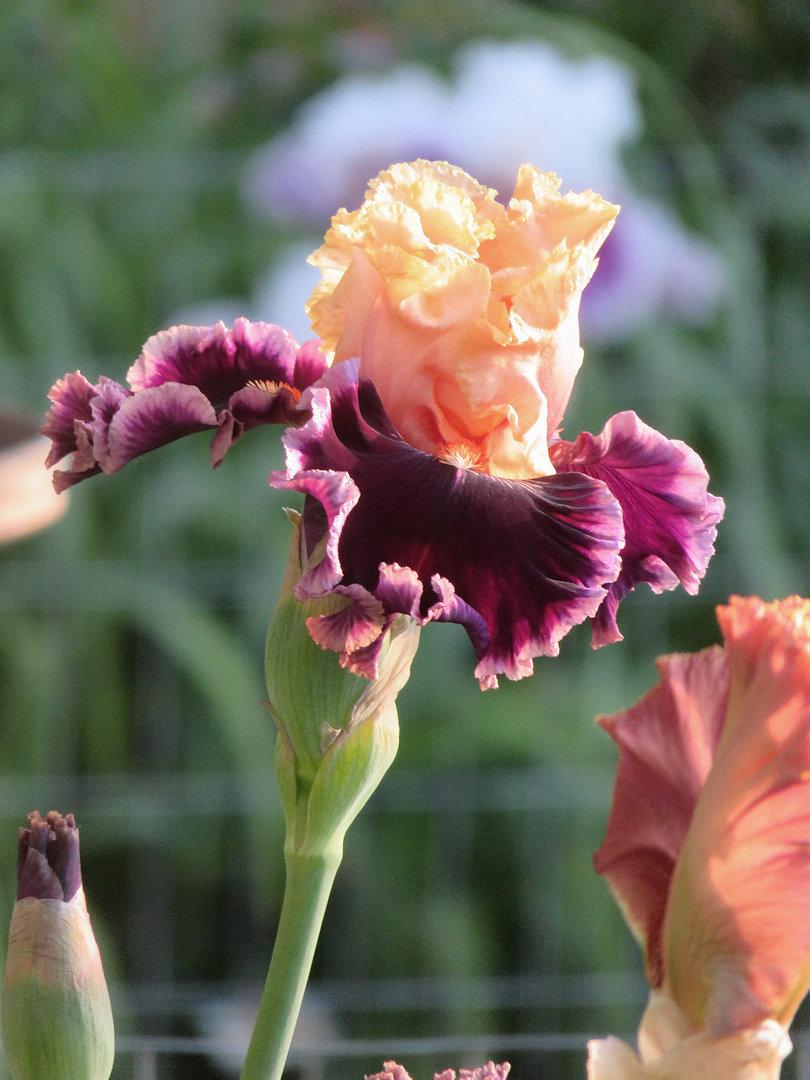 Photo of Tall Bearded Iris (Iris 'Dazzle') uploaded by Bloomers