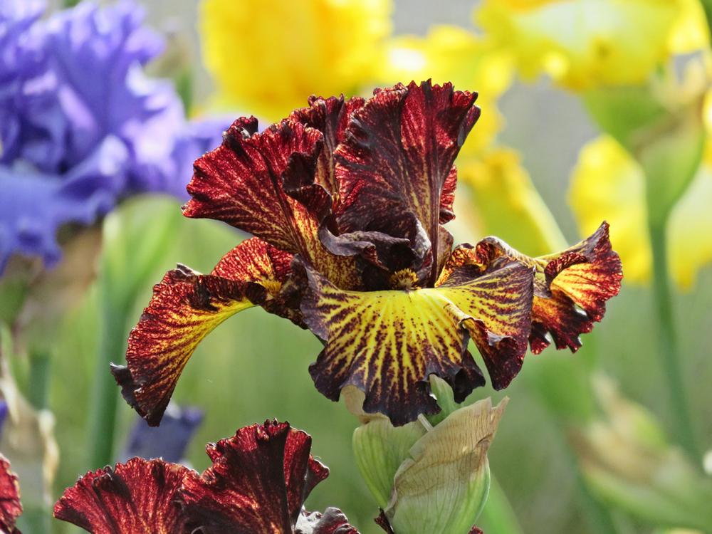 Photo of Tall Bearded Iris (Iris 'Tuscan Summer') uploaded by Bloomers