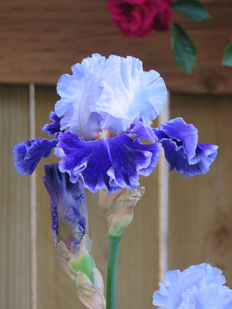 Photo of Tall Bearded Iris (Iris 'Big Spender') uploaded by Bloomers