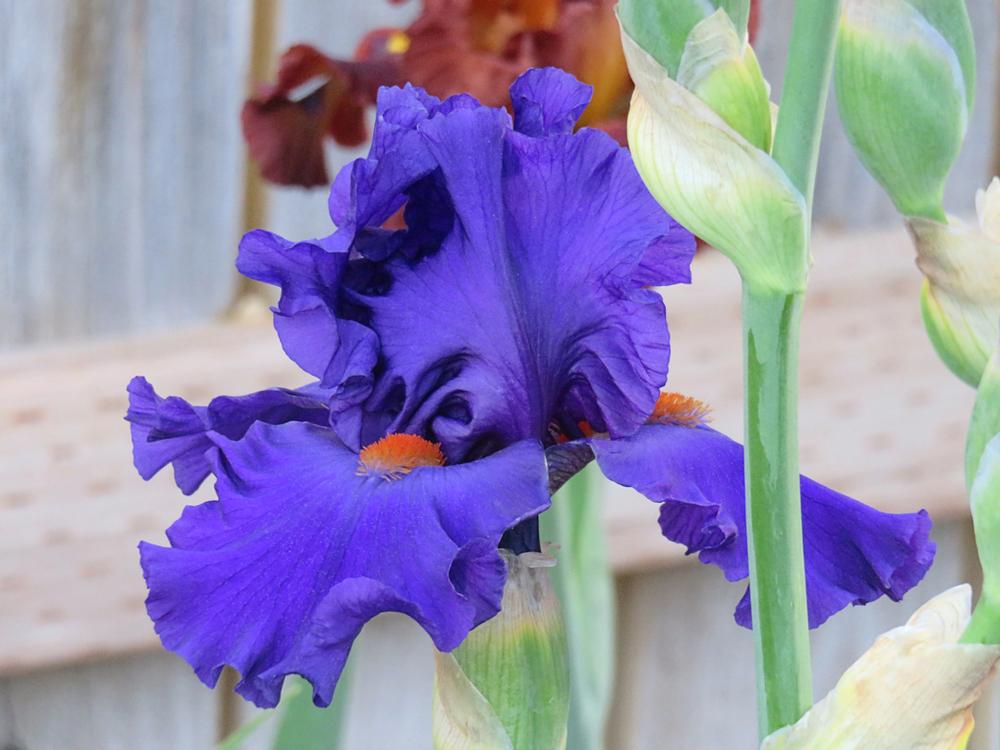 Photo of Tall Bearded Iris (Iris 'Paul Black') uploaded by Bloomers