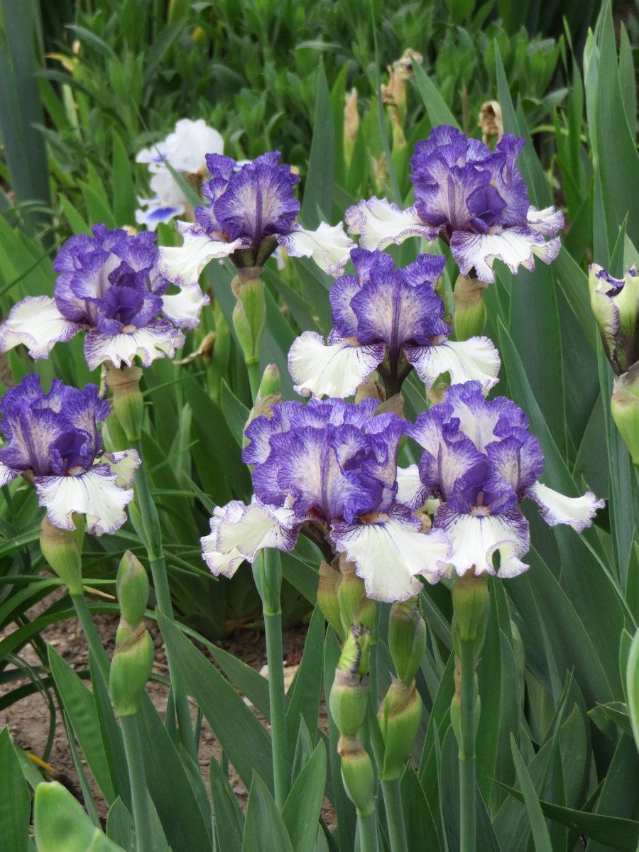 Photo of Intermediate Bearded Iris (Iris 'Presto Change-O') uploaded by Bloomers