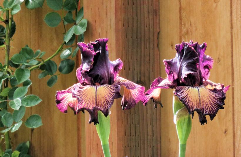 Photo of Tall Bearded Iris (Iris 'Drama Queen') uploaded by Bloomers