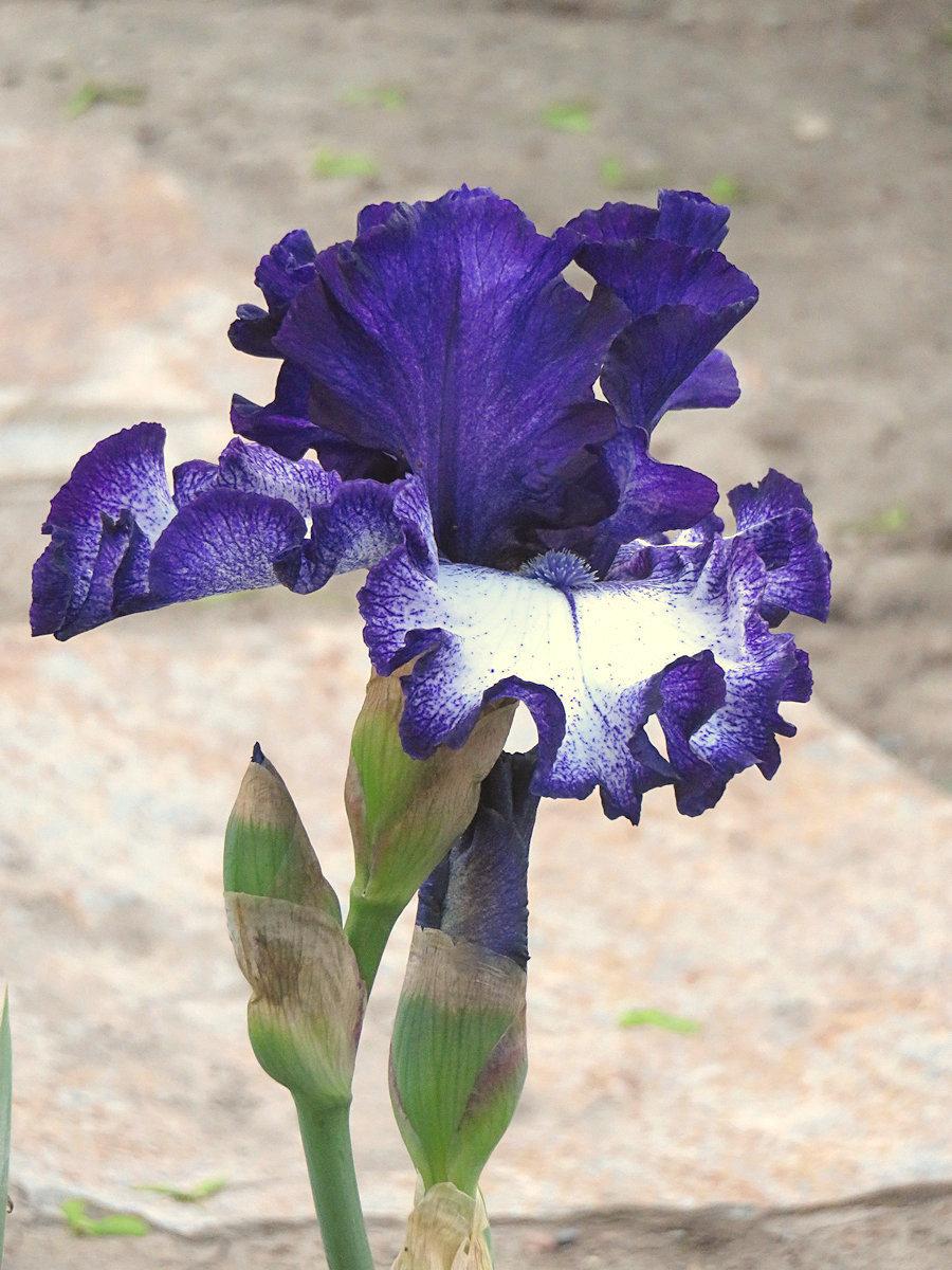 Photo of Tall Bearded Iris (Iris 'Penguin Party') uploaded by Bloomers