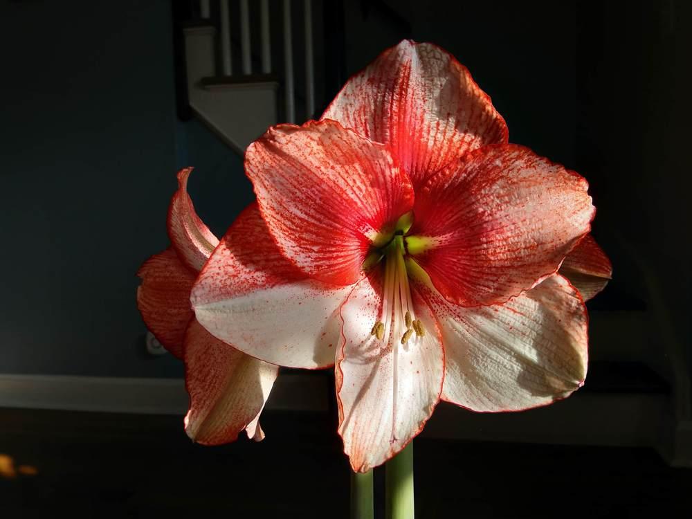 Photo of Amaryllis (Hippeastrum 'Showmaster') uploaded by Tienito