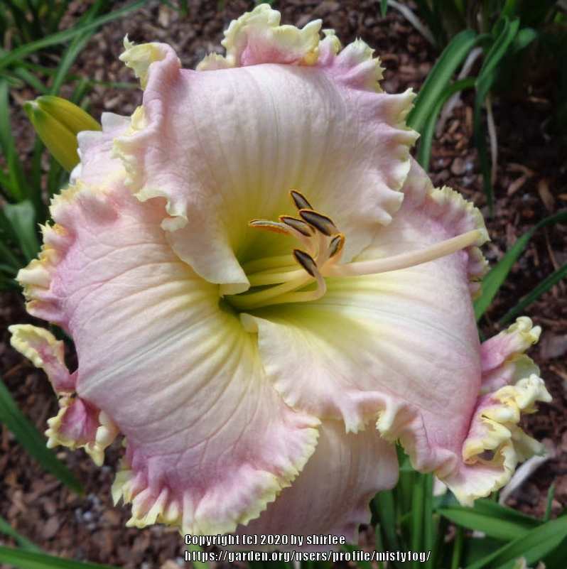 Photo of Daylily (Hemerocallis 'Ultimate Blush') uploaded by mistyfog