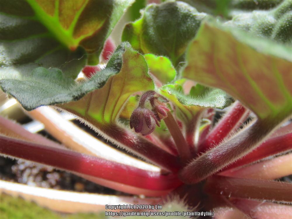Photo of Cape Primroses (Streptocarpus) uploaded by plantladylin