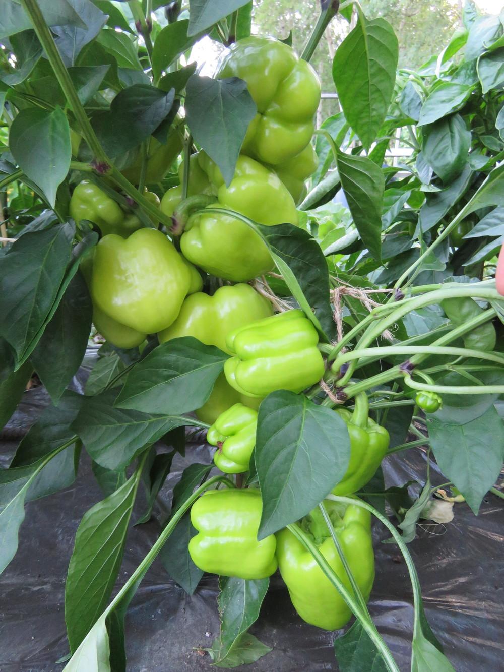 Photo of Bell Pepper (Capsicum annuum 'Flavorburst') uploaded by Green_Go