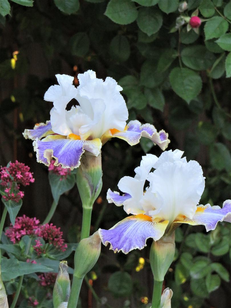 Photo of Tall Bearded Iris (Iris 'Wild Angel') uploaded by Bloomers