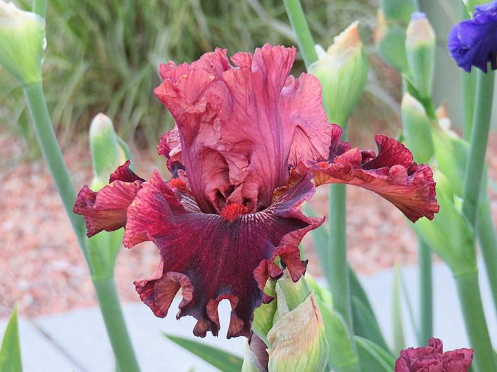 Photo of Tall Bearded Iris (Iris 'Swordsman') uploaded by Bloomers