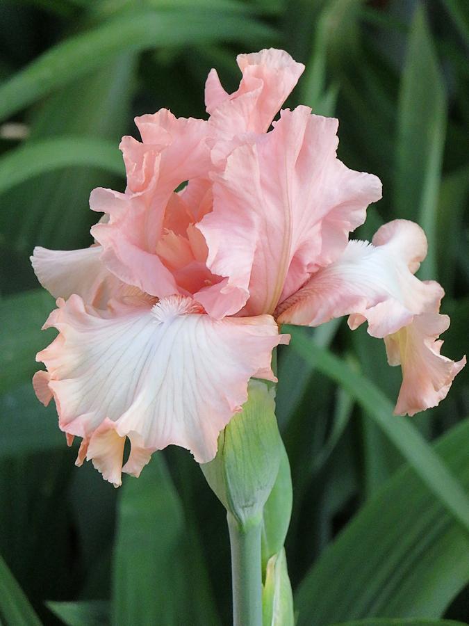 Photo of Tall Bearded Iris (Iris 'For Lovers Only') uploaded by Bloomers