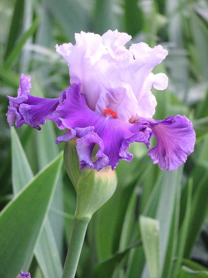 Photo of Tall Bearded Iris (Iris 'Polka') uploaded by Bloomers