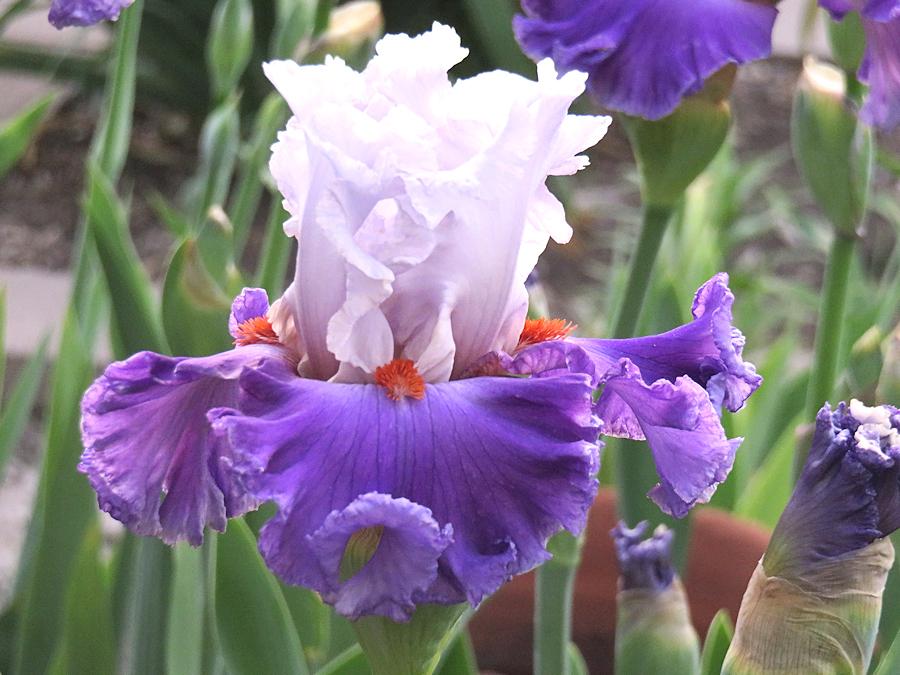 Photo of Tall Bearded Iris (Iris 'Polka') uploaded by Bloomers
