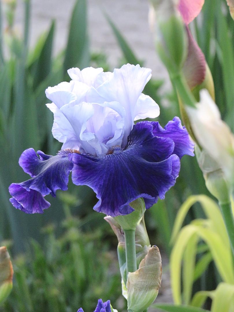 Photo of Tall Bearded Iris (Iris 'World Premier') uploaded by Bloomers