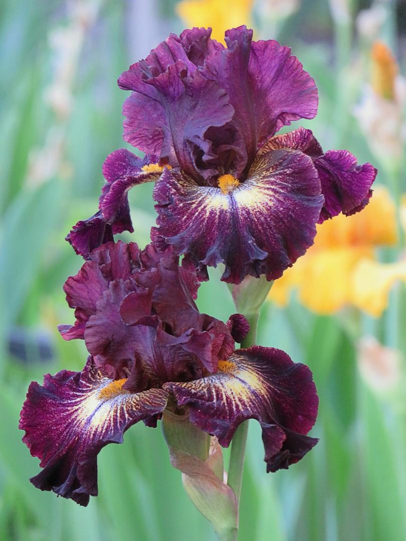 Photo of Tall Bearded Iris (Iris 'Tunnel Vision') uploaded by Bloomers