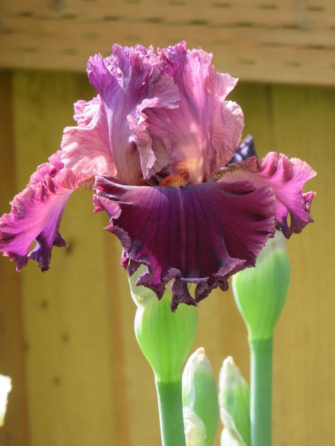 Photo of Tall Bearded Iris (Iris 'Rarer than Rubies') uploaded by Bloomers