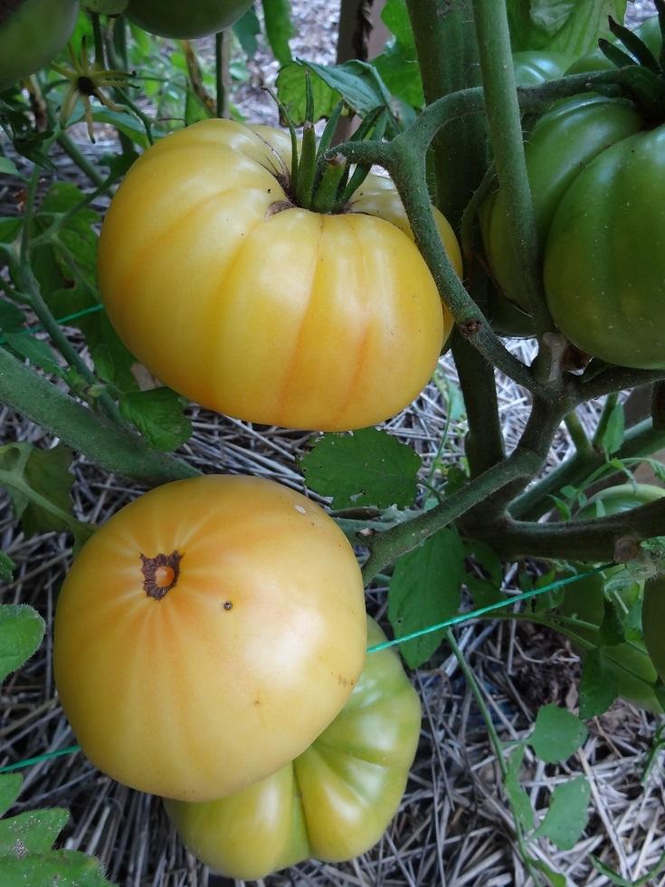 Photo of Tomato (Solanum lycopersicum 'Azoychka') uploaded by Green_Go