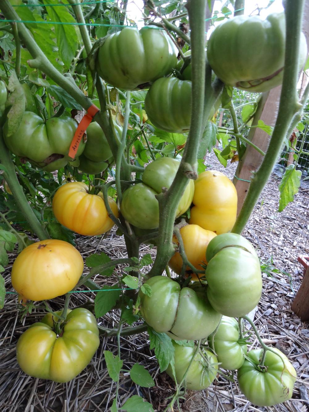 Photo of Tomato (Solanum lycopersicum 'Azoychka') uploaded by Green_Go