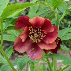 Location: Laurel Ridge tree peony bed at the Peony Garden at Nichols Arboretum, Ann Arbor, Michigan
Date: 2018-05-26
Paeonia delavayi - native form; bloom in transition from dark red