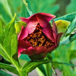Location: Laurel Ridge tree peony bed at the Peony Garden at Nichols Arboretum, Ann Arbor, Michigan
Date: 2016-05-24
Paeonia delavayi - native form, not a cultivar.  Blooms open as t