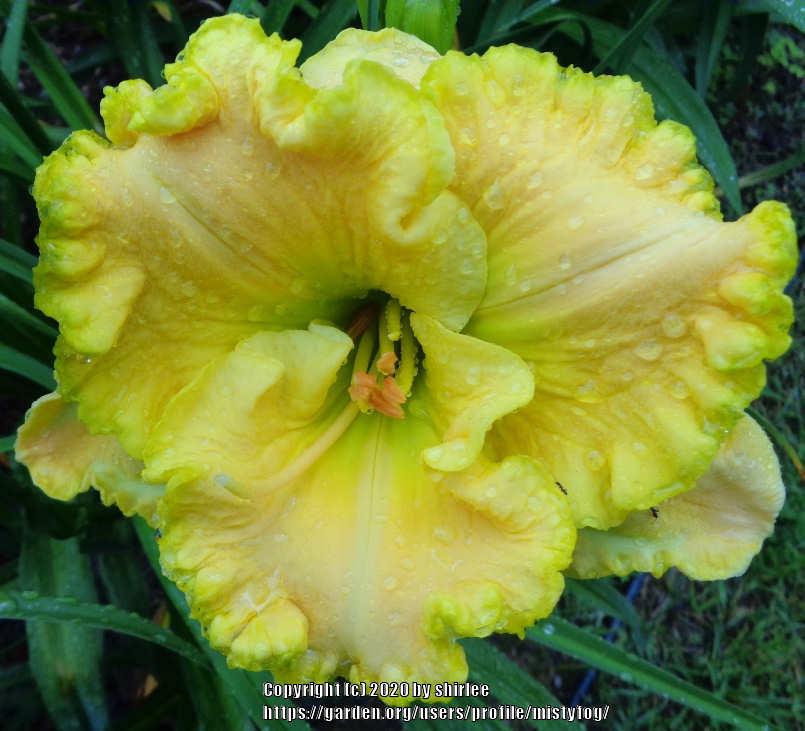 Photo of Daylily (Hemerocallis 'Jolly Good Yellow') uploaded by mistyfog