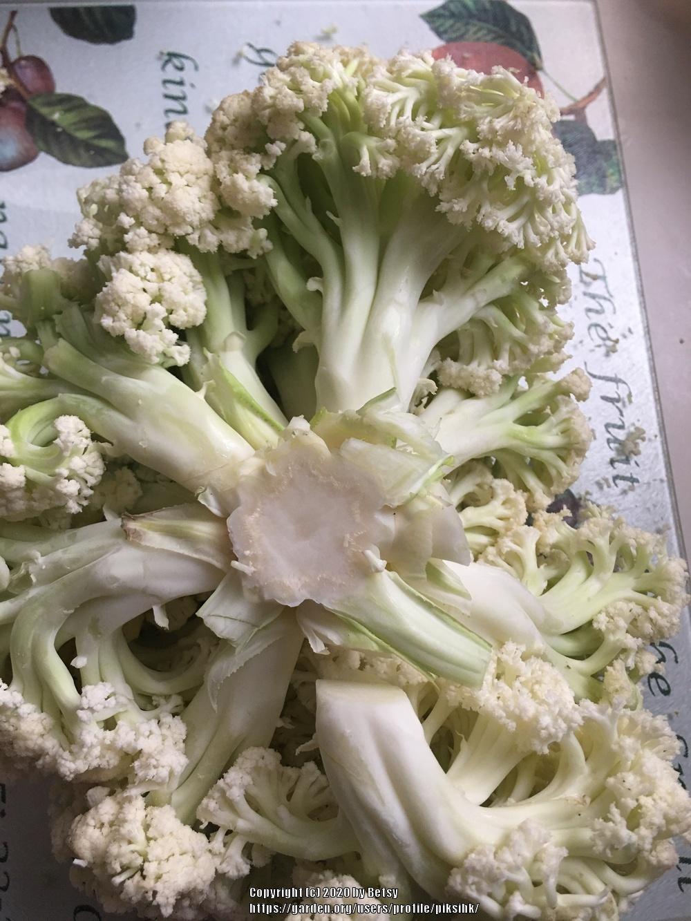 Photo of Brassicas (Brassica) uploaded by piksihk