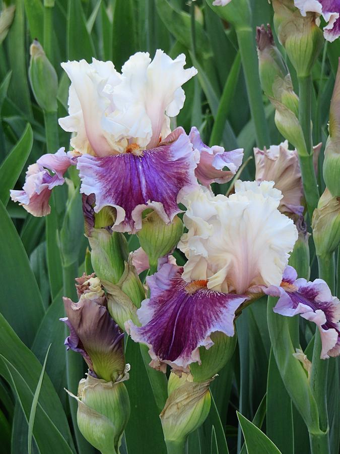Photo of Tall Bearded Iris (Iris 'Strawberry Freeze') uploaded by Bloomers