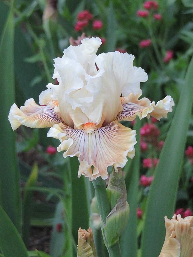 Photo of Tall Bearded Iris (Iris 'Hello Darling') uploaded by Bloomers