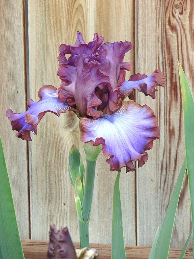 Photo of Tall Bearded Iris (Iris 'Strut Your Stuff') uploaded by Bloomers