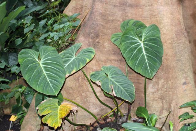 Photo of Philodendron (Philodendron gloriosum) uploaded by RuuddeBlock