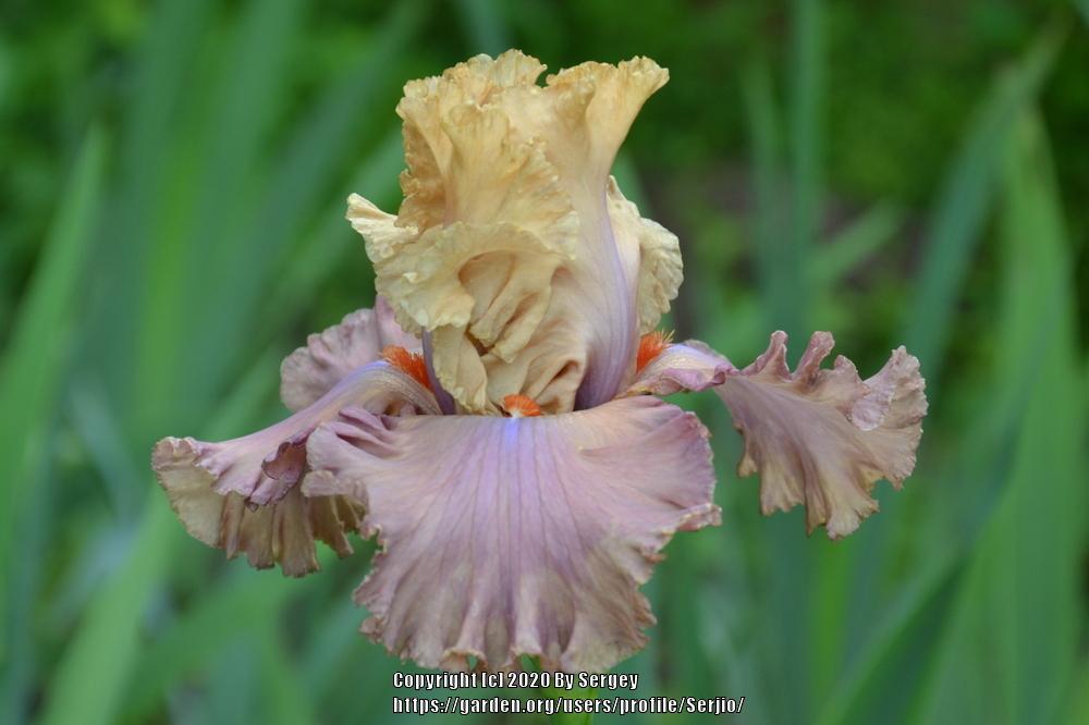 Photo of Tall Bearded Iris (Iris 'Looking Beautiful') uploaded by Serjio