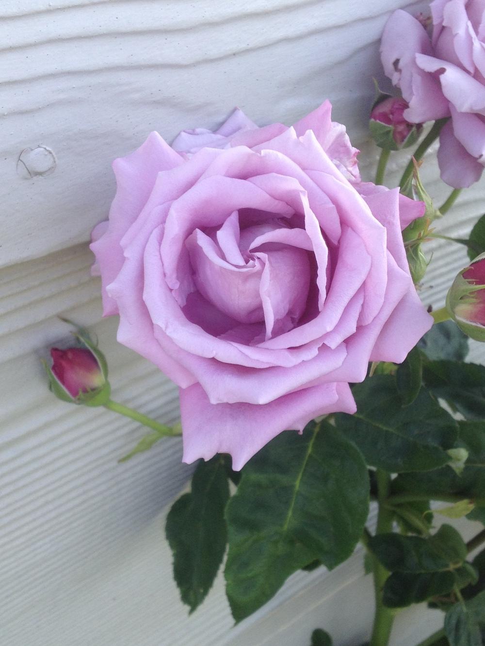 Photo of Rose (Rosa 'Charles de Gaulle') uploaded by coolcowz