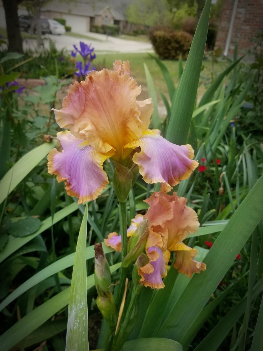 Photo of Tall Bearded Iris (Iris 'Afternoon Delight') uploaded by javaMom