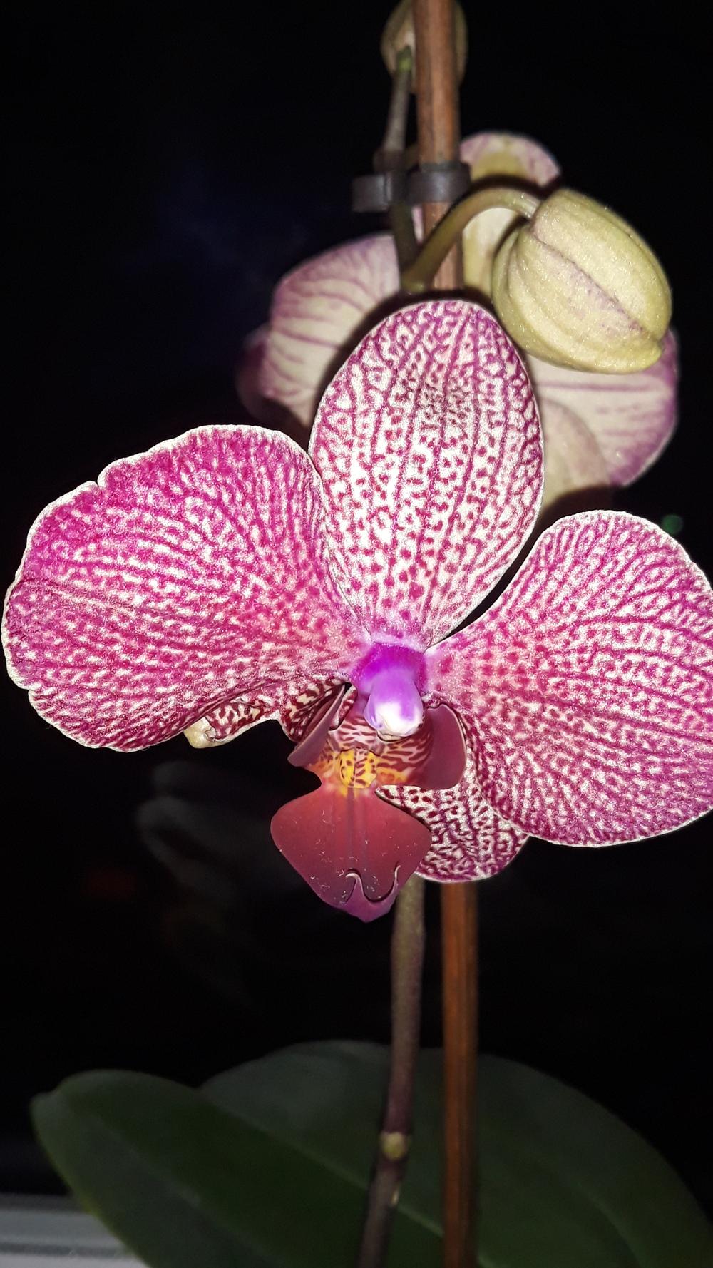 Photo of Moth Orchid (Phalaenopsis) uploaded by skopjecollection