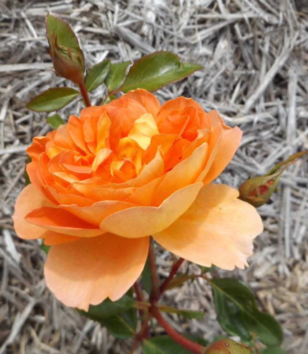 Photo of English Shrub Rose (Rosa 'Pat Austin') uploaded by LolaTasmania