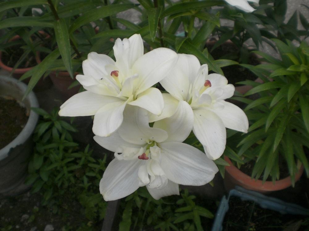 Photo of Lily (Lilium 'Annemarie's Dream') uploaded by Lucius93