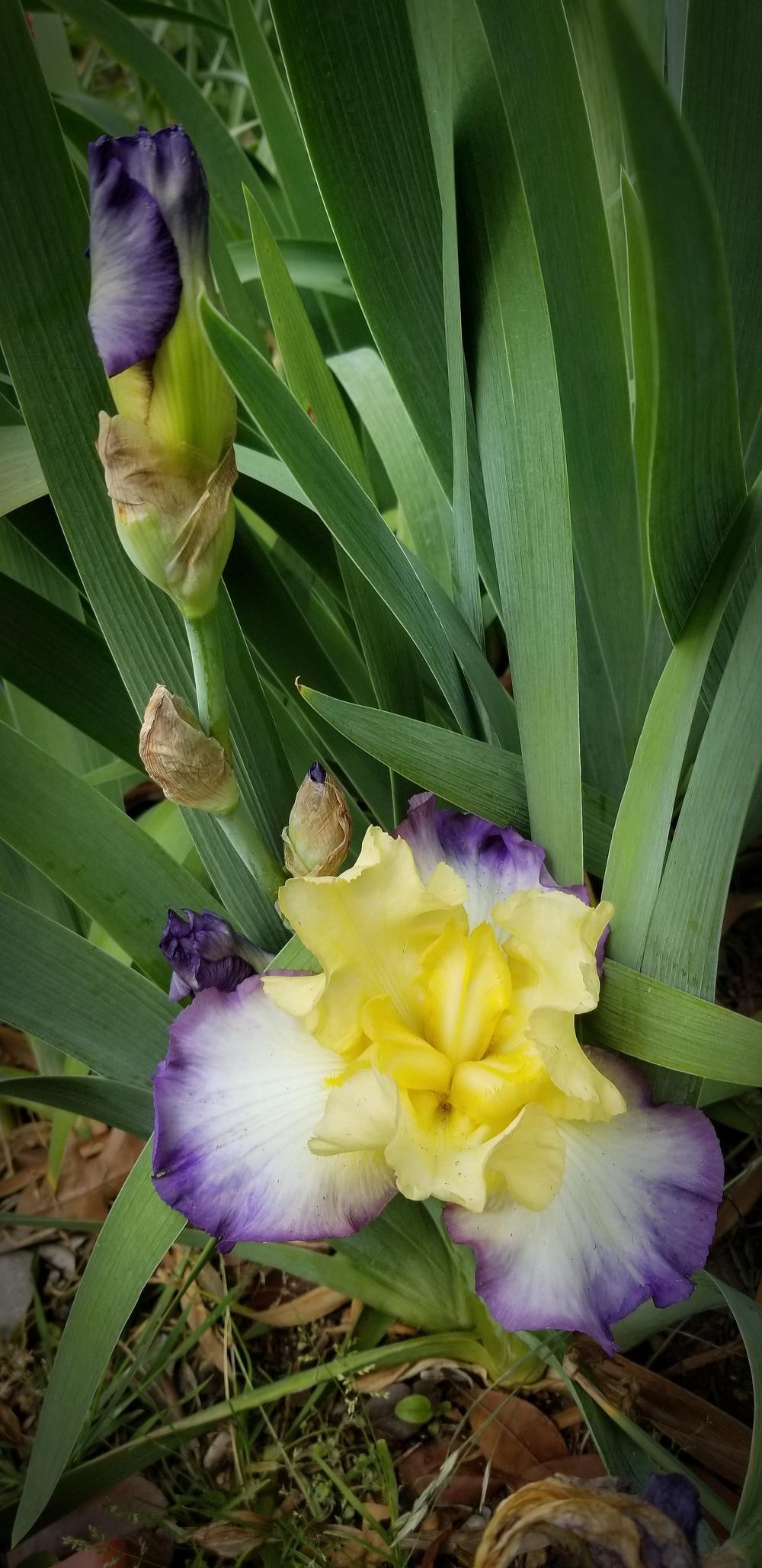 Photo of Tall Bearded Iris (Iris 'Designer's Art') uploaded by javaMom